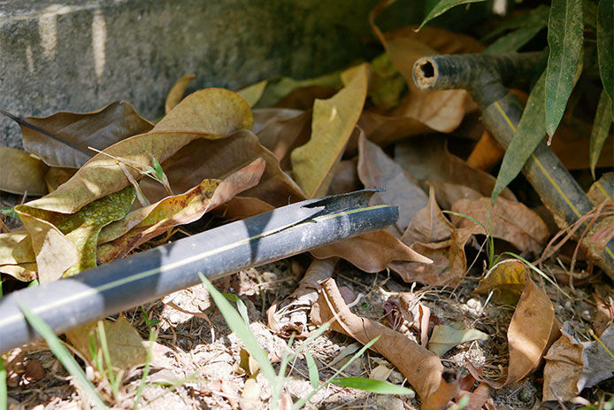 a broken water hose on a pile of dead leaves 