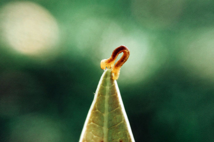 a small orange and yellow caterpiller inching up the side of a green translucent leaf on a blurry green background