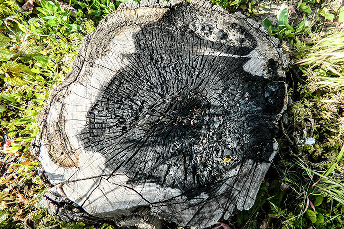 Left over stump from a fire used to burn the stump down