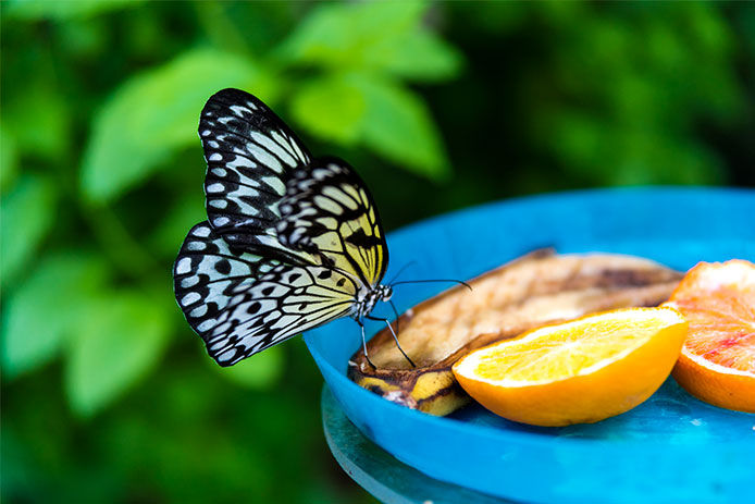 Butterfly eating from a saucer