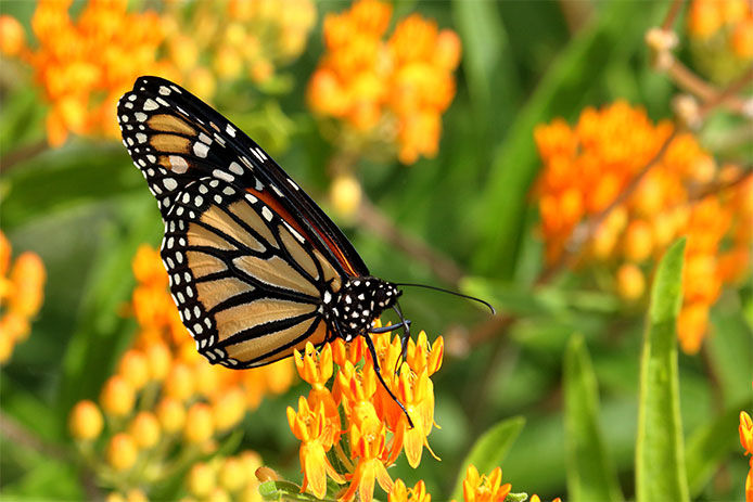 Close-up of a monarch butterfly