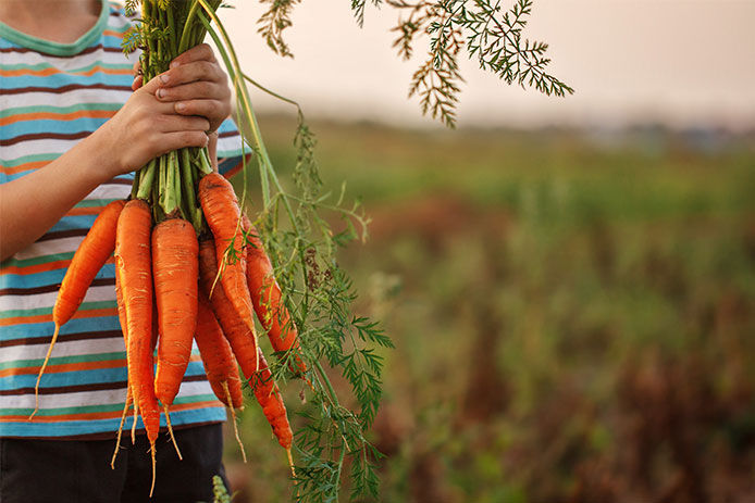 Little kid holding a bbunch of carrots by their stems