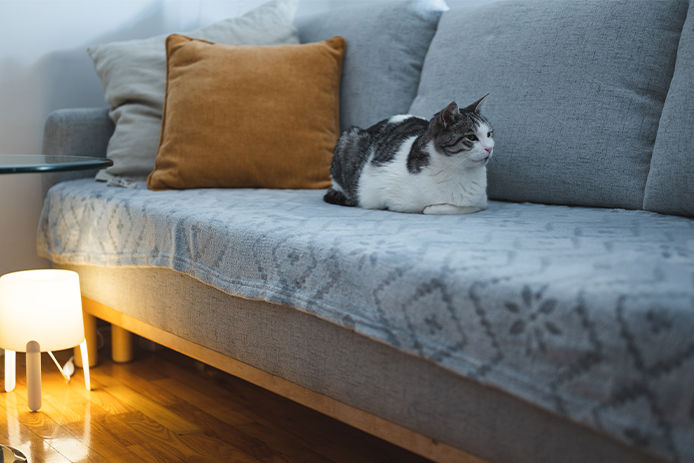 Cat lying on modern couch by the evening lamp sitting on room floor. Pets and furniture concept.