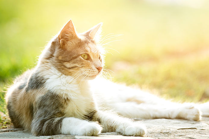 A tabby cat laying outside on the ground with a beautiful sunset in the background reflecting off her fur 