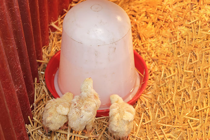 three adorable, fluffy yellow and brown baby chicks on a farm huddled around a red waterer, standing on top of a pile of hay. 