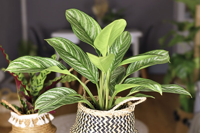 Chinese Evergreen