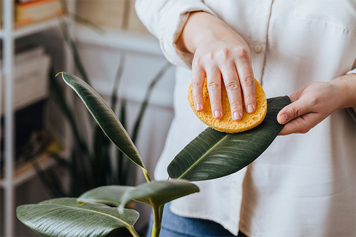 Woman using a round orange sponge to gently wipe off the leaf on a plant