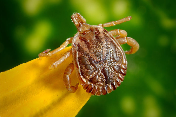 A close up view of a common brown tick on the tip of a yellow flower petal. The background is green and blurred out. 