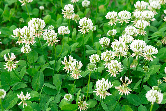 A close up of green and white clovers growing in a cluster out in the garden 