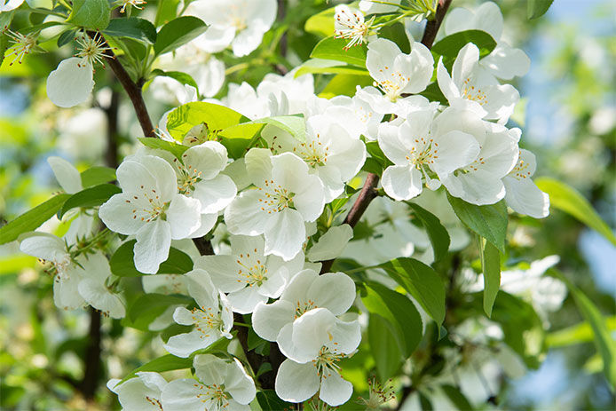 A close-up of a tree with white flowers blossomed