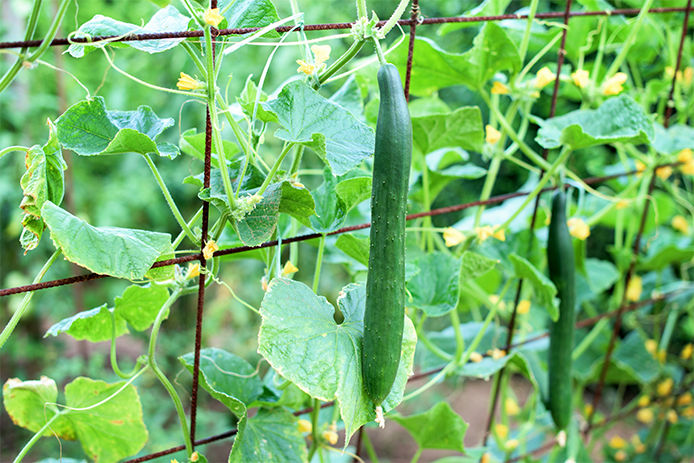 A cucumber growing on a lattice wire in garden