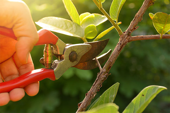 A close-up of someone using red pruners to trim a small branch