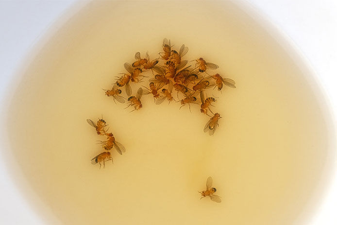 A pale yellow puddle of apple cider vinegar is shown in a white bowl. The puddle is filled with dead fruit flies.