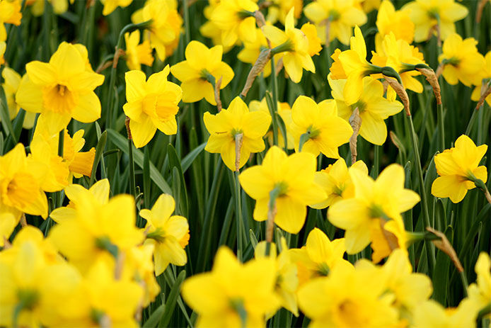 Yellow dwarf daffodils