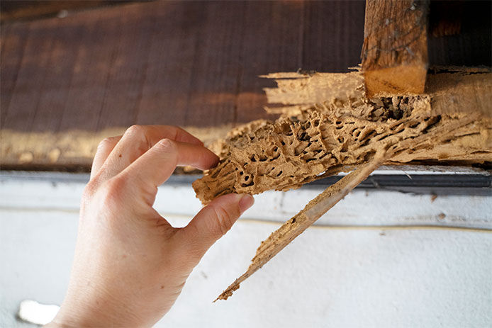 Person pulling at a piece of wood that has termite damage