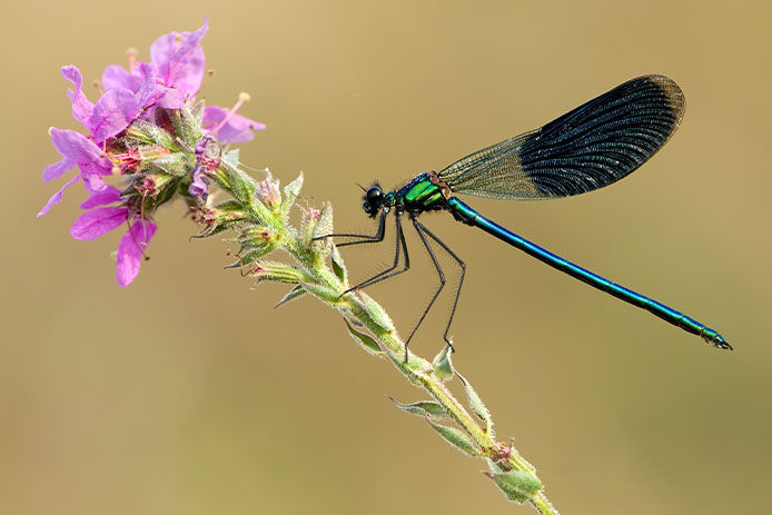 Close-up of a dragonfly on a flower stem