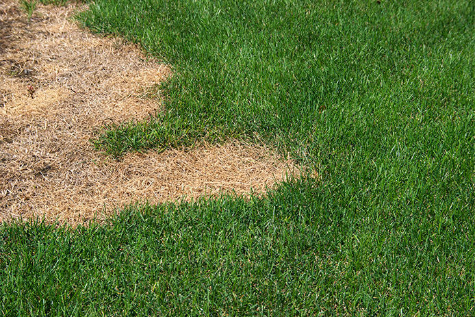 A close up patch of grass with one third of the grass yellow and dead while the other two thirds are green and lush