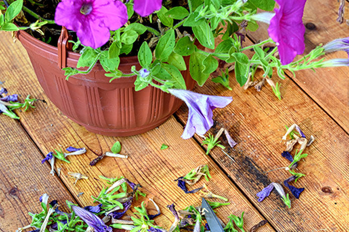 A close up of a flower pot full of panies that have been deadheaded