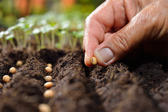 Farmer's hand planting seeds in soil