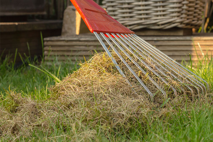 Dethatching and cleaning the lawn with a big rake. Collecting remains of dead plants and moss.