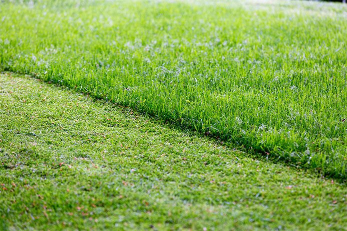 Differen lengths of grass