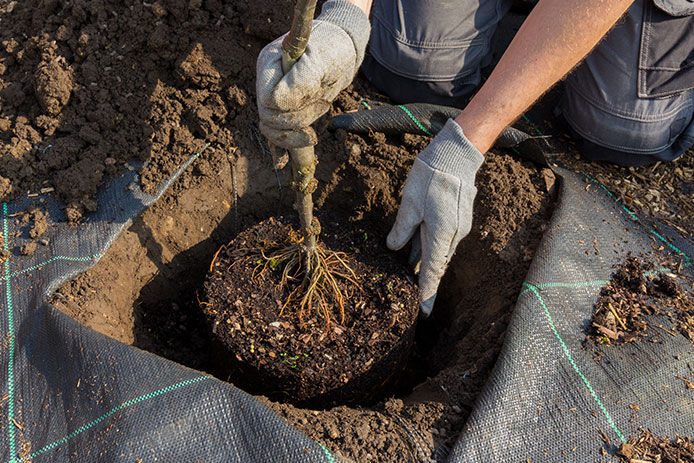 Person placing a tree in a freshly dug hole