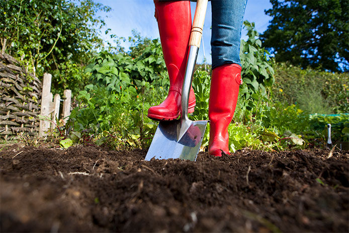 Gardener in red wellington boots digging over soil in an organic vegetable garden with a stainless steel garden spade. Beetroot, carrot, lettuce and beans grow behind.
