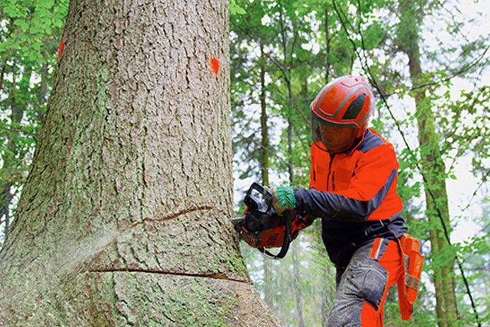 A man in full head to toe safety gear cutting down a giant tree with a gas powered chainsaw