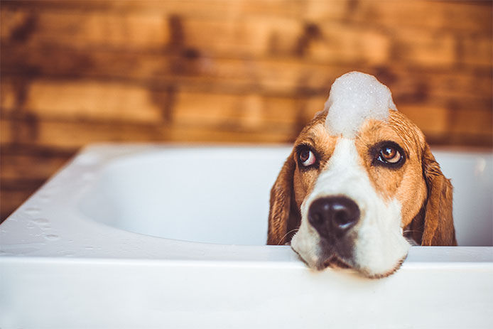 Dog resting his head on the edge of the bathtub with soap suds on his head