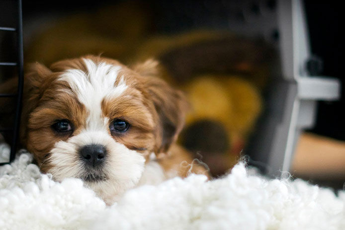 Dexter, the 8 week old bichon/shih-tzu puppy hanging out in his crate