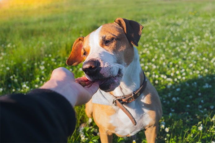 Human hand giving food to a puppy in green field, late spring or summer