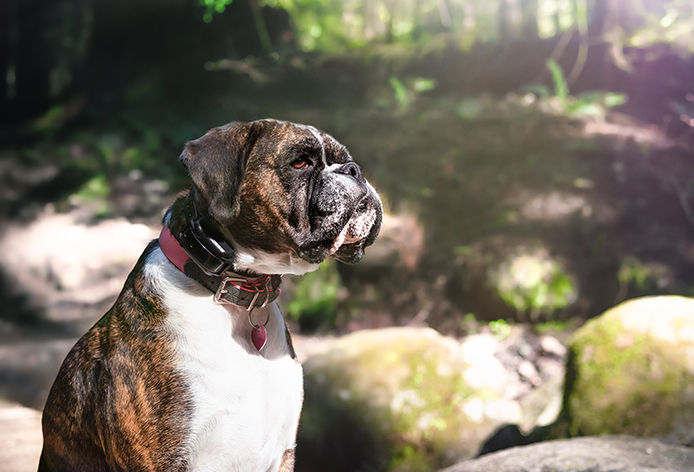 A female adult brindle boxer dog is sitting sideways and starring at something intensive. Defocused and abstract rainforest background. Selective focus.