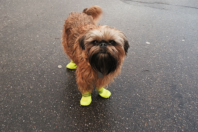 Dog wearing shoes