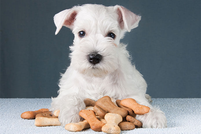 A small white dog laying on the ground with a pile of treats in between it's paws
