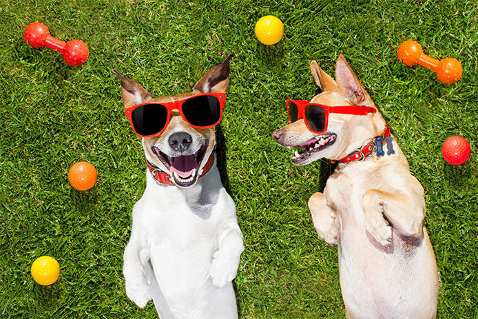 Two dogs laying on their backs on a grassy lawn with sunglasses on and surrounded toys and balls 