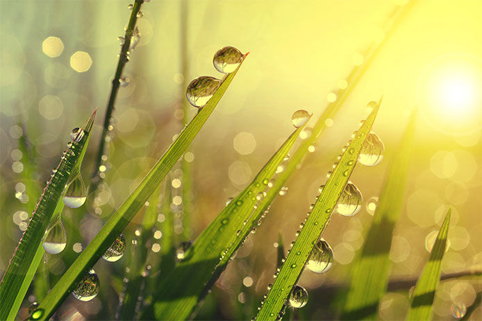 Drops of water on blades of grass