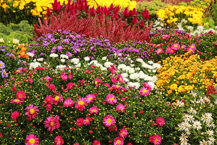 A wonderfully colorful fall garden bed filled with a variety of flowers 
