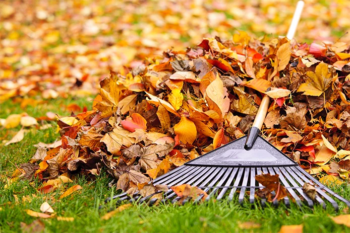 Rake against a pile of leaves