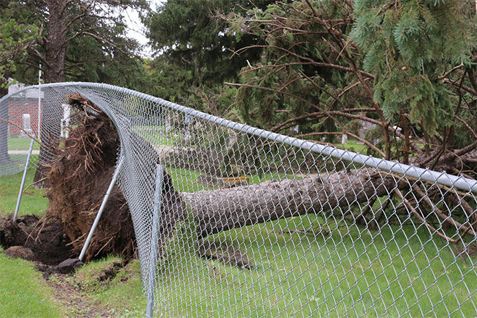 Toppled tree on a chainlink fence after storm in Northfield Minnesota