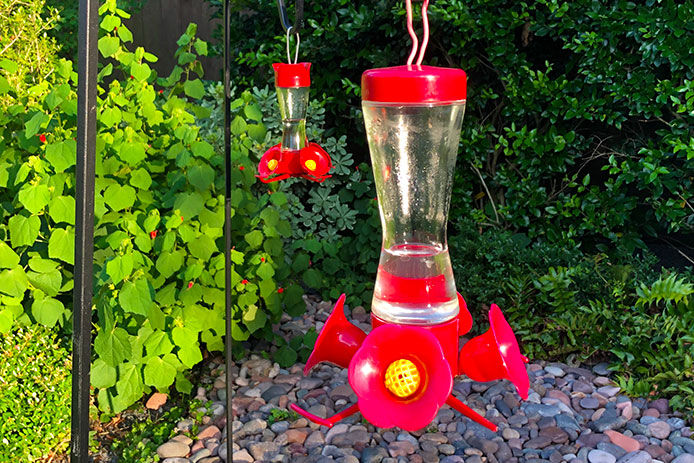 Hummingbird feeders hung on shepard's hooks