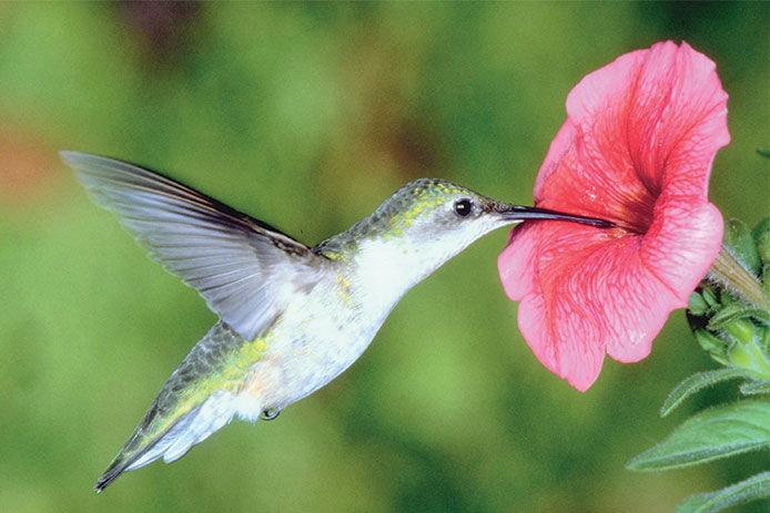 Hummingbird eating from a pink flower