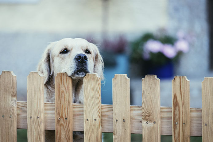 Close up of a curious golden retriever dog, looking over a fence wooden picket fence. 