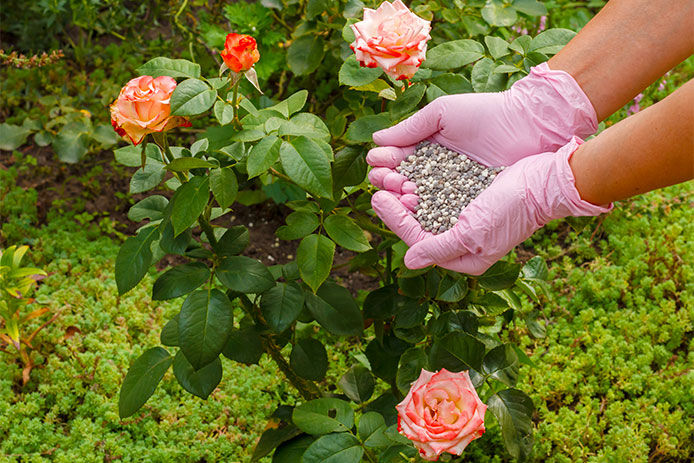 Farmer hands in rubber gloves holds chemical fertilizer to give it to a rose bush in the garden.