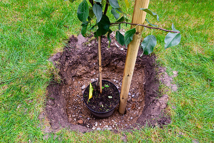 A small tree has been placed in a dug hole with a wooden brace for support