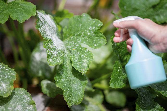 Person with a spray bottle, spraying the powdery/dusty green leaf