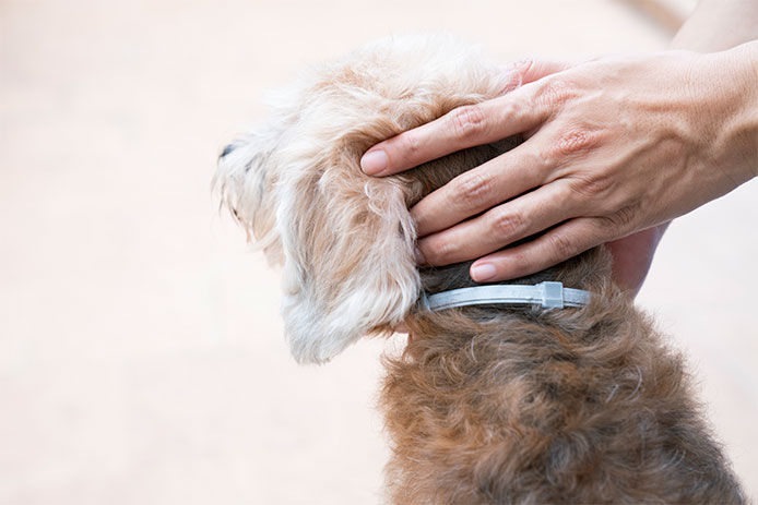 Person holding dog's head showing the flea collar
