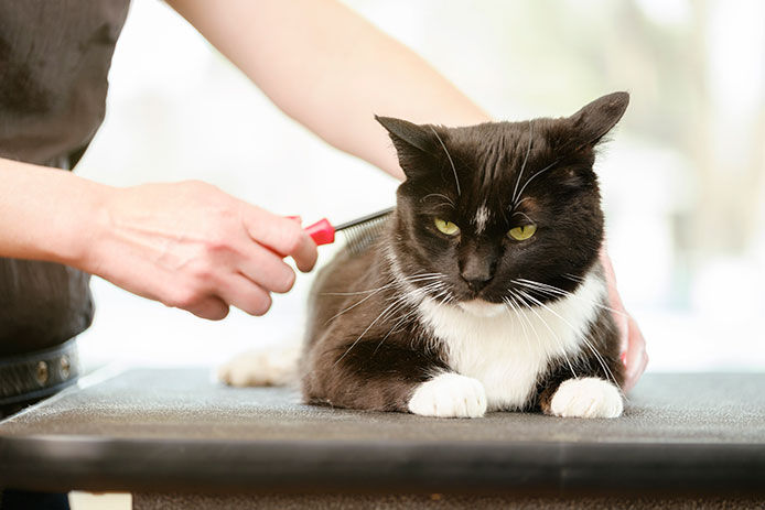 Owner taking a flea comb through the cats fur