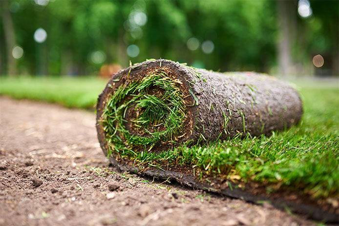 Laying down fresh sod