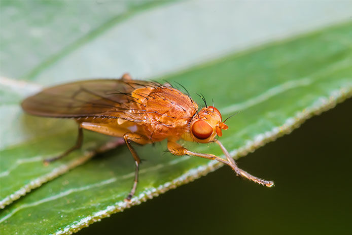 An orange-brown colored fruit fly is perched atop a green leaf. The fly has a small round head and a set of grey-colored wings.