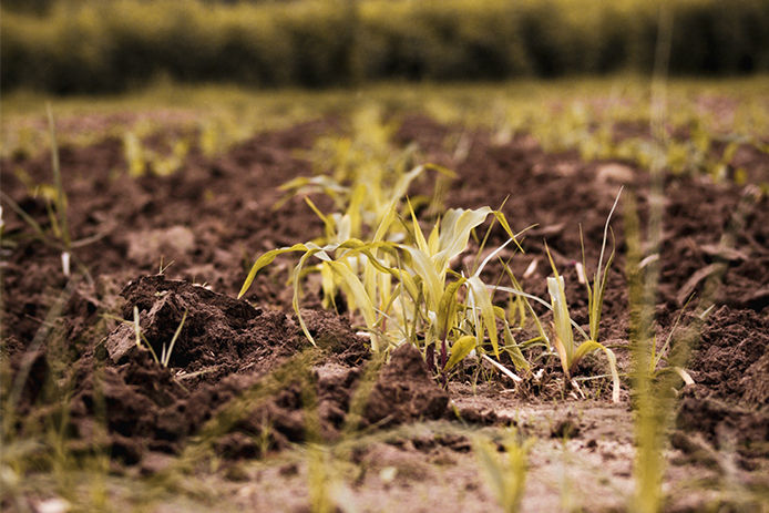 A close-up of old plants or weeds in a garden bed